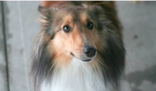 sheltie